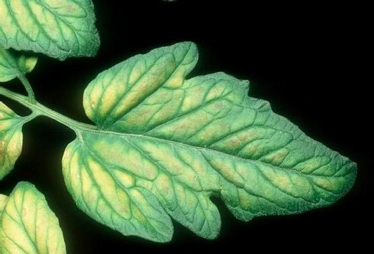 Bitkilerde Magnezyum EksikliÄŸi sorhocam ile ilgili gÃ¶rsel sonucu