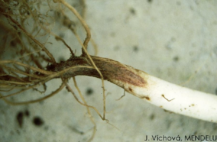 Kök Çürüklüğü Hastalığı