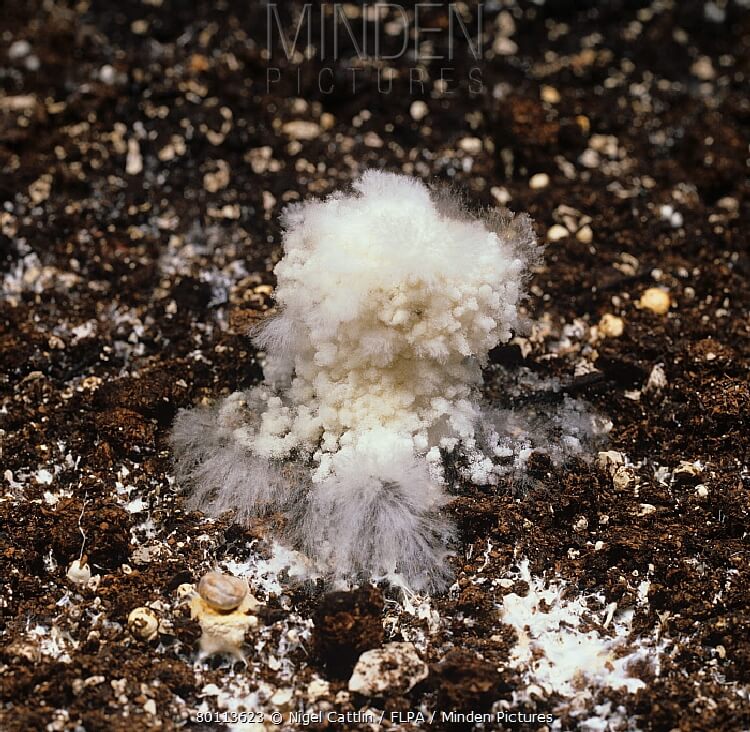 Örümcek Ağı Hastalığı Nedir? Belirtileri, Nedenleri Ve Mücadele Yönt. Örümcek Ağı Hastalığı Nedir?