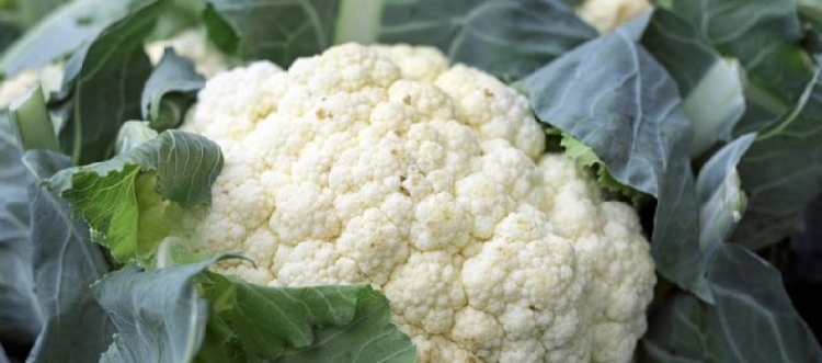 Karnabahar Yetiştiriciliği Nasıl Yapılır?