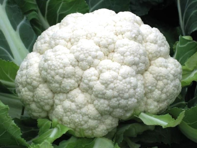 Karnabahar Yetiştiriciliği Nasıl Yapılır?