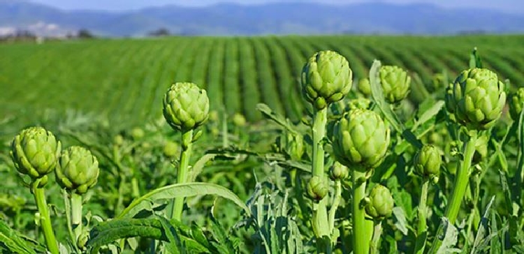 Enginar Yetiştiriciliği Nasıl Yapılır?