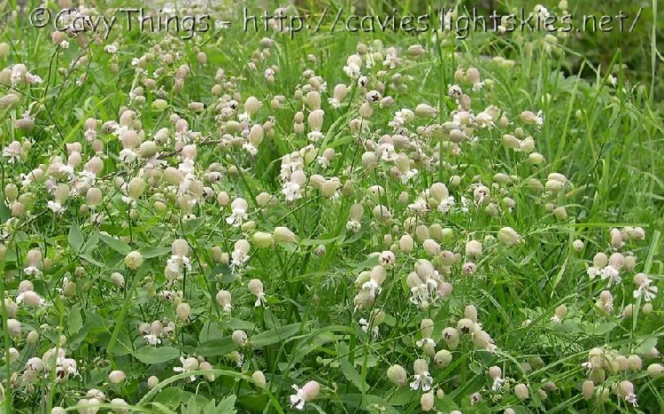 Sinekkapan Nedir? Sinekkapan Bitkisi