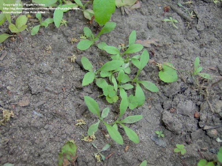 Sinekkapan Nedir? Sinekkapan Bitkisi