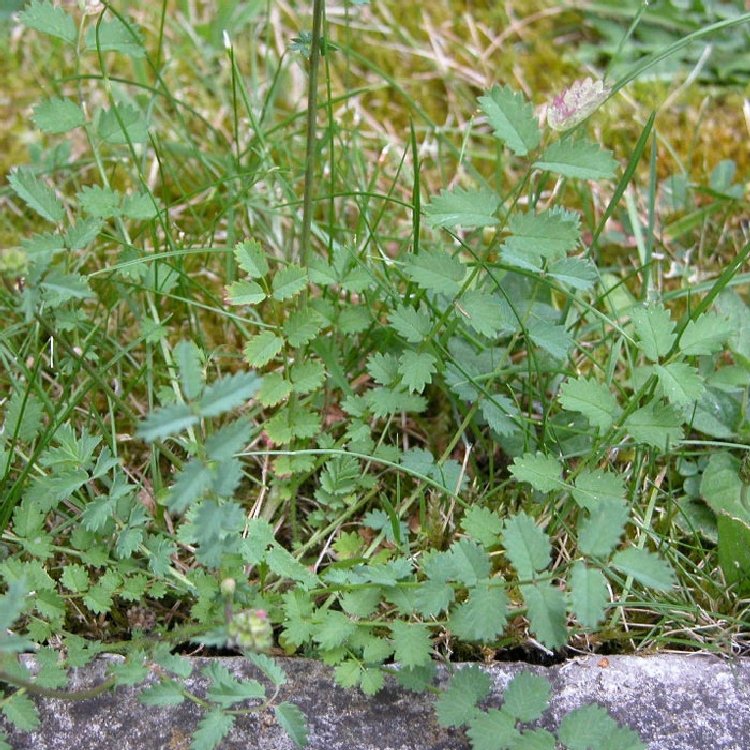 Düğmeotu (Achillea Millefolium) Nedir? Özellikleri Ve Faydaları Düğmeotu