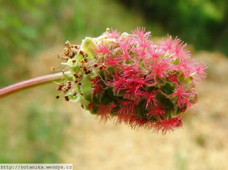 Düğmeotu (Achillea Millefolium) Nedir? Özellikleri Ve Faydaları Düğmeotu (Achillea Millefolium) Nedir? Özellikleri Ve Faydaları