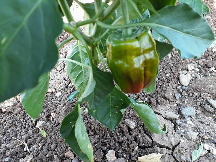 Kalsiyum Noksanlığı