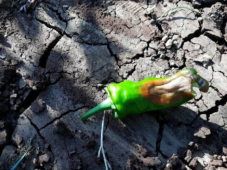 Biber Kalsiyum Noksanlığı