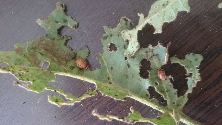 Patates Böceği Larva Zararı