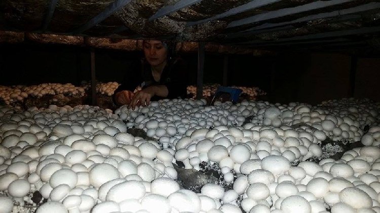 Kültür Mantarı Yetiştiriciliği Nasıl Yapılır? Kültür Mantar Yetiştiriciliği