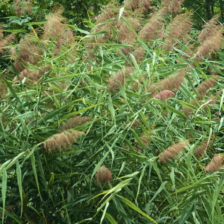 Kamış Otu Nedir? Kamış Otu Nedir?