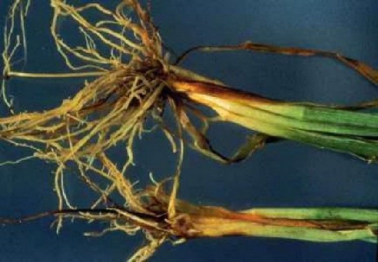 Kök Boğazı Çürüklüğü Hastalığı (Phytophthora Capsici)