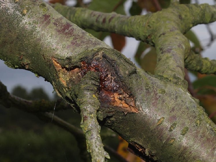 Kiraz Dal Yanıklığı Hastalığı