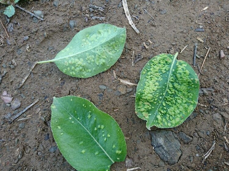 Armut Yaprak Uyuzu Zararı