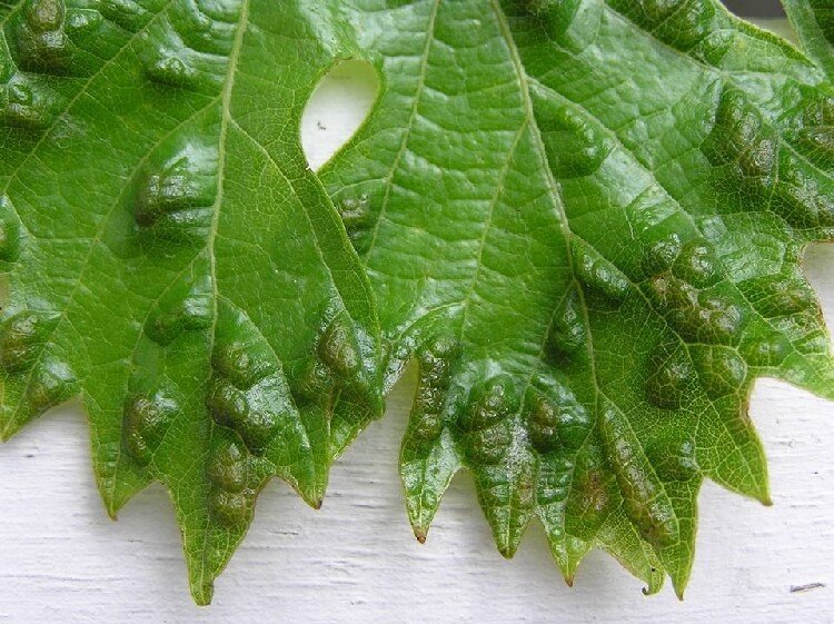 Bağ Yaprak Uyuzu Belirtisi