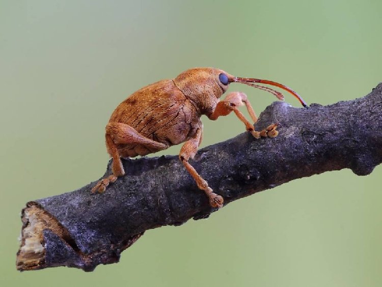 Fındık Kurdu Ergini