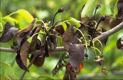 AteÅ YanÄ±klÄ±ÄÄ± sorhocam ile ilgili gÃ¶rsel sonucu