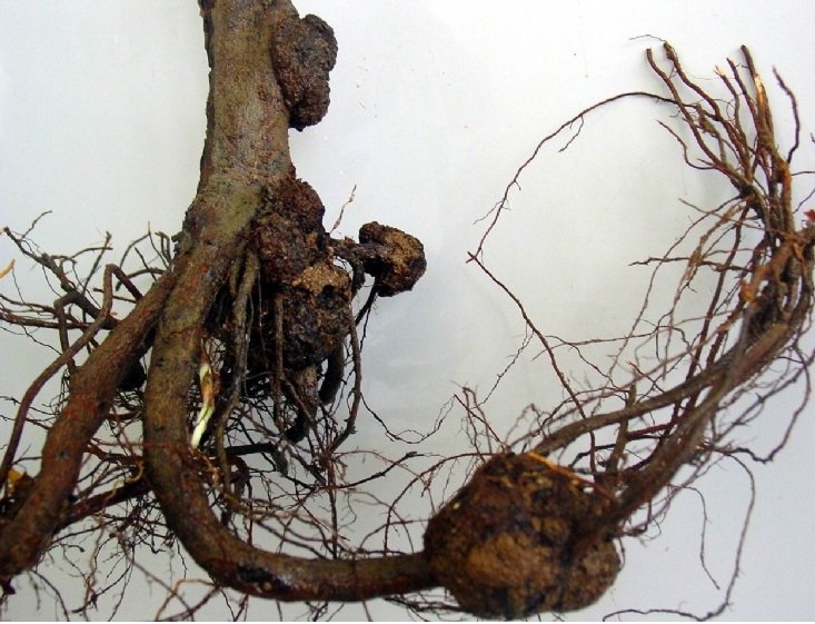 Bağlarda Kök Uru Belirtileri, Nedenleri Ve Mücadele Yöntemleri Bağlarda Kök Uru Hastalığı