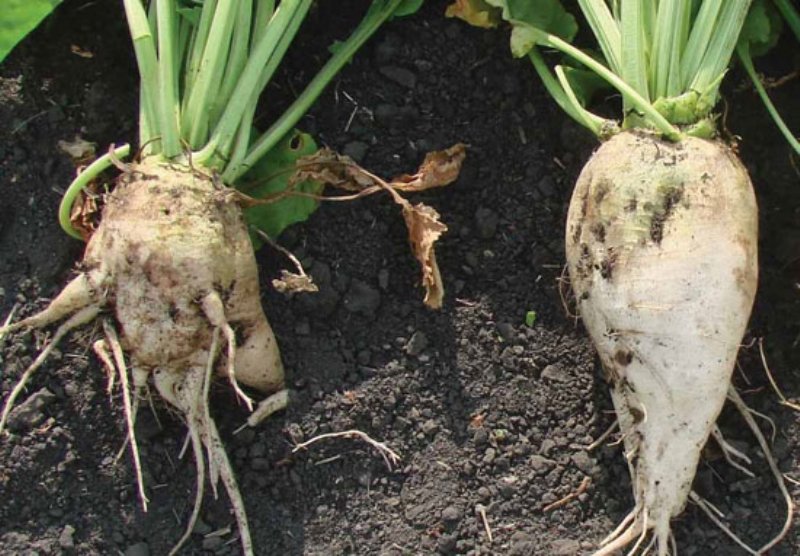 Pancar Rhizomania Virüsü