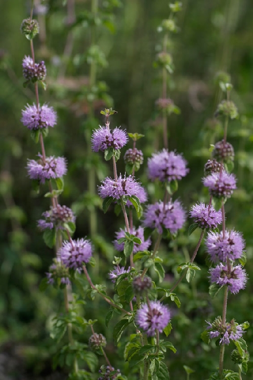 Su Nanesi Nedir? Su Nanesi