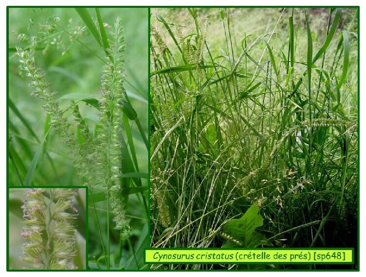 Taçlı Köpek Kuyruğu