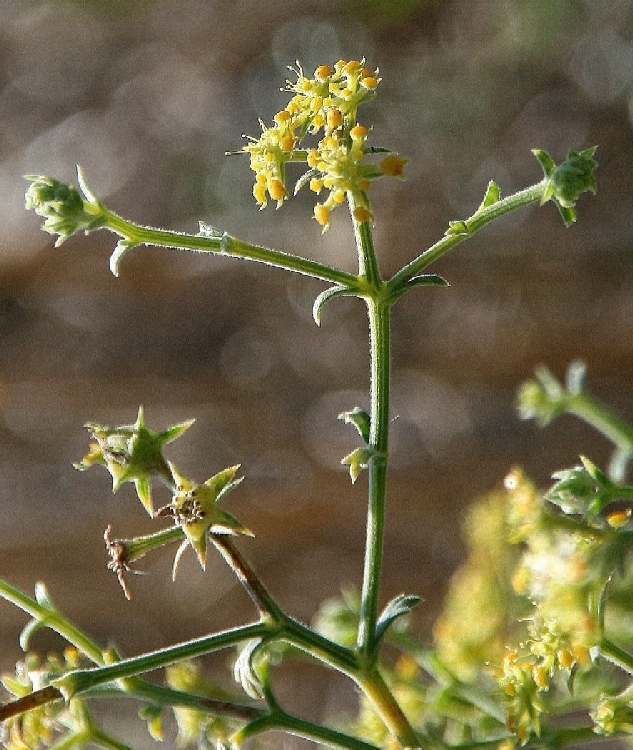 Tarhana Otu Nedir? Tarhana Otu