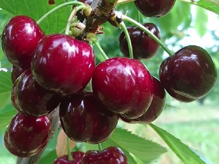 Sweet Early Kiraz Çeşidi