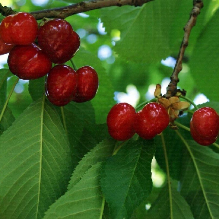 Early Burlat Kiraz Çeşidi