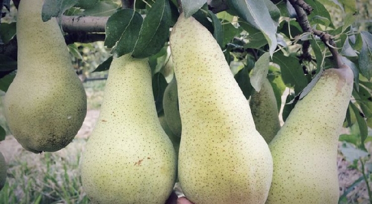 Abbate Fetel Armut Çeşidi