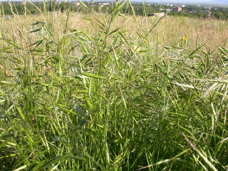 Japon Bromu Otu Nedir?