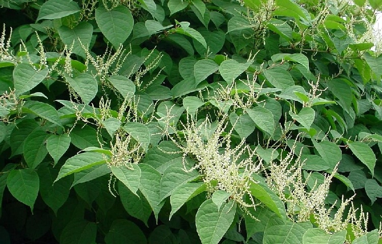 Sarmaşık Nedir? Sarmaşık