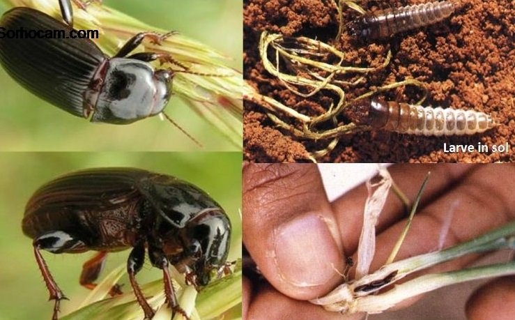 Ekin Kambur Böceği