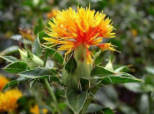 Aspir Yetiştiriciliği Nasıl Yapılır? Aspir Gübre Ihtiyacı