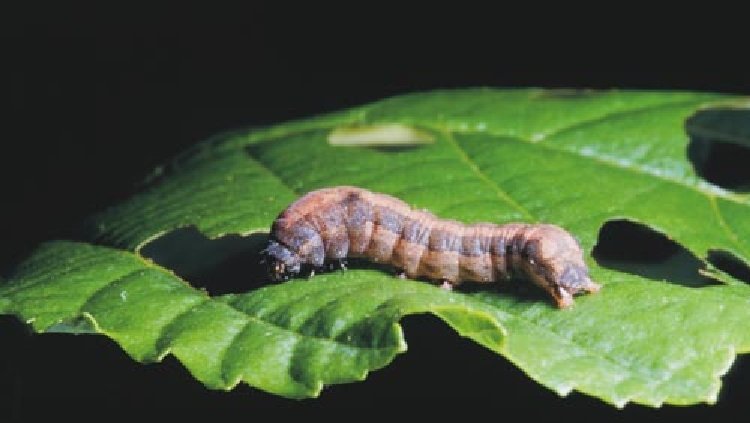 Sebzelerde Pamuk Yaprak Kurdu Nedir? Zararları Ve Mücadele Yöntemleri
