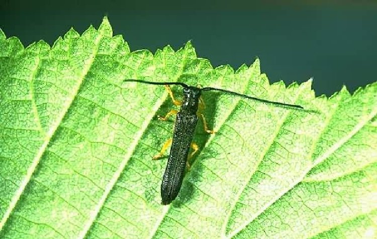 Fındık Teke Böceği