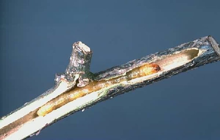 Fındık Teke Böceği