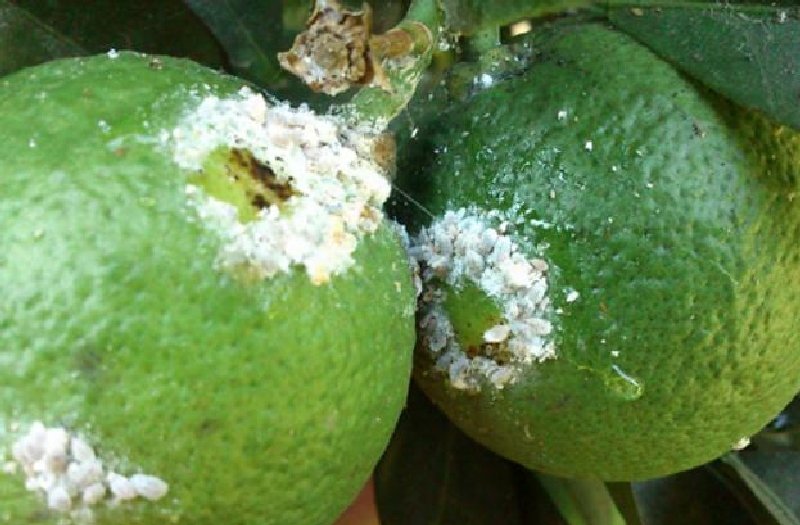 Turunçgil Unlu Biti