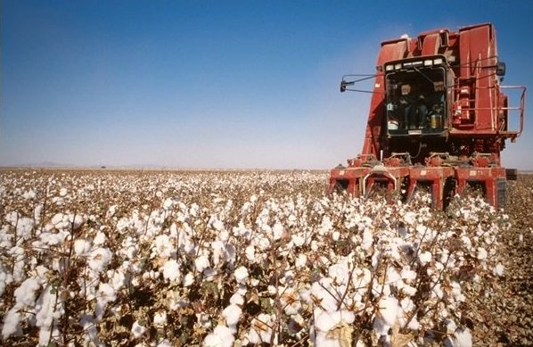 Pamuk Gübreleme Programı