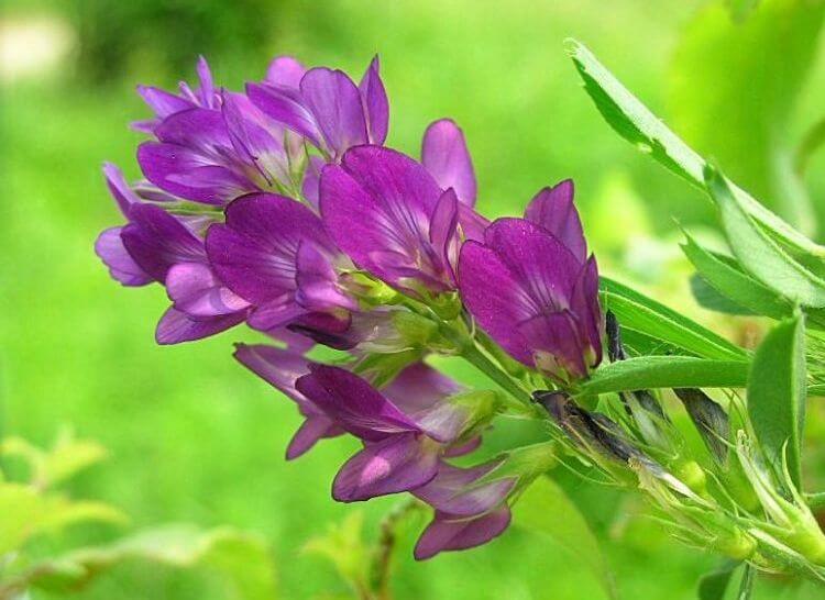 Alfaalfa Faydası Ve Zararı Nelerdir? Alfalfa Faydaları