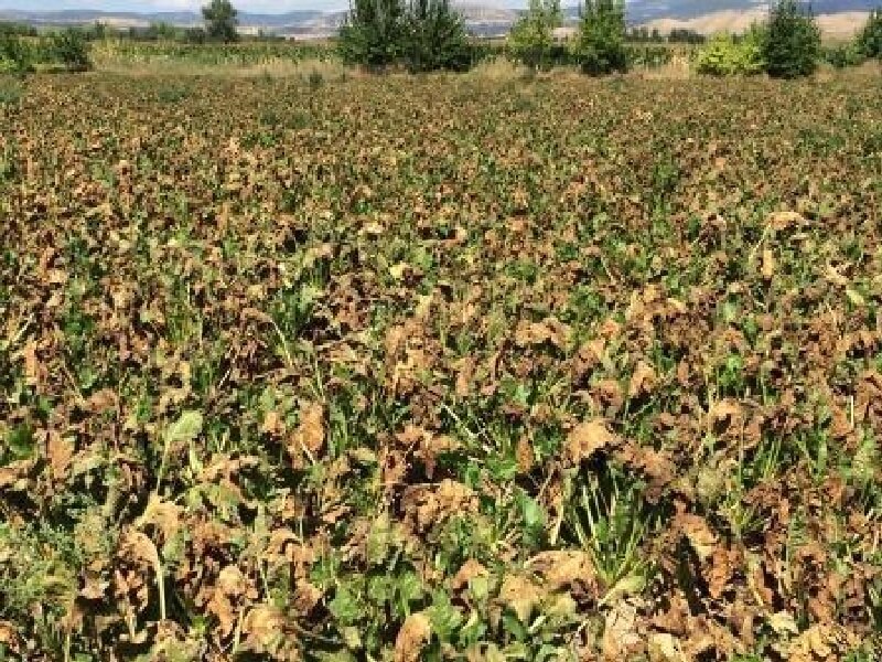 Pancar Cercospora Yaprak Lekesi Hastalığı