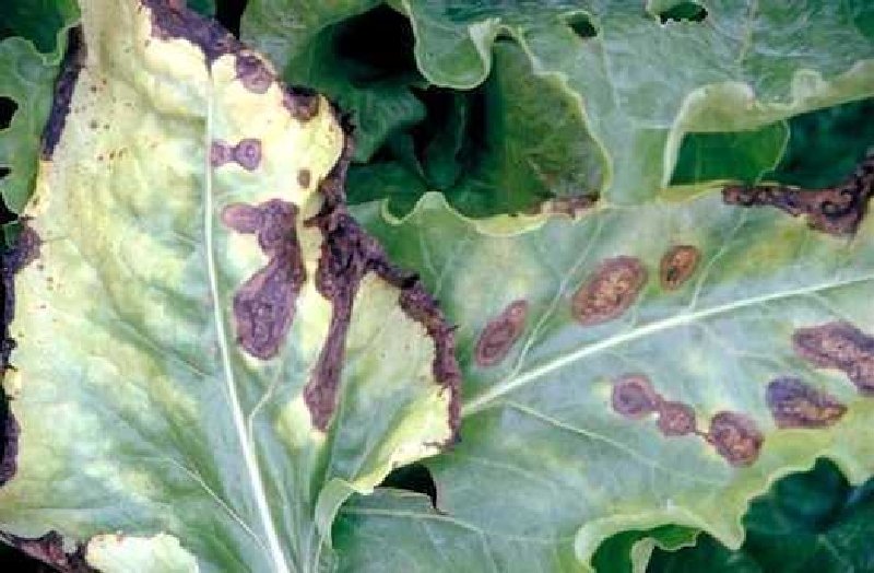 Alternaria Yaprak YanıkıÄı sorhocam ile ilgili görsel sonucu