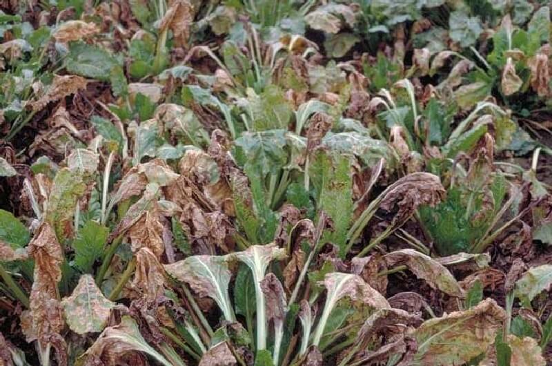 Şeker Pancarında Ramularia Yaprak Lekesi