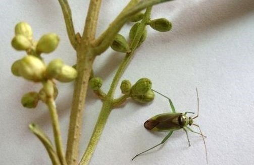 Zeytin Çiçek Sap Sokanı