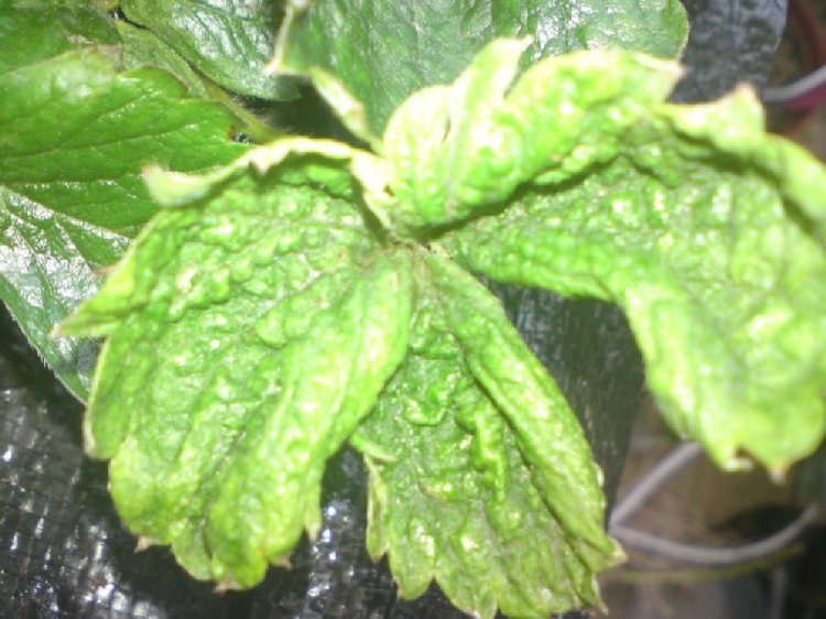 Çilek Kıvırcıklık Virüsü (Strawberry Crinkle Virus)