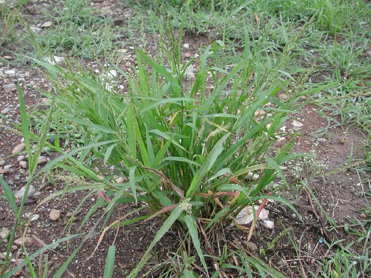 Benekli Darıcan Otu Nedir?