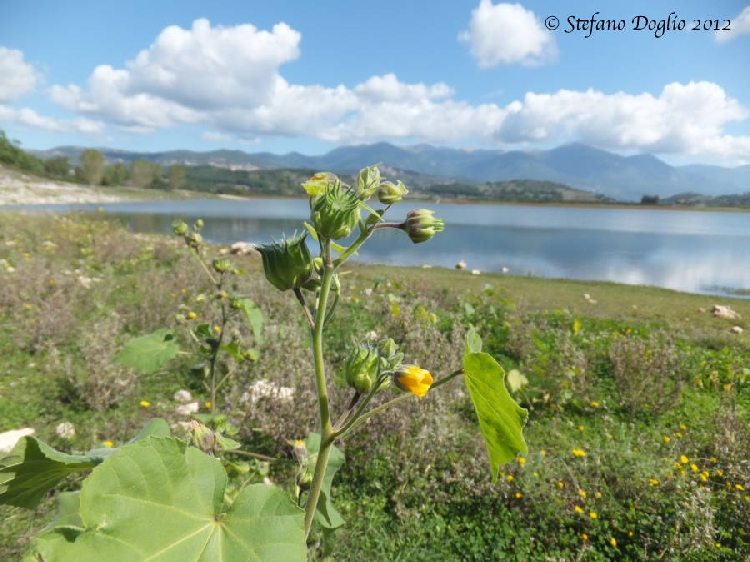 Imam Kavuğu Otu Nedir? Imam kavuğu