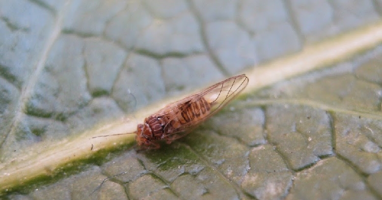 Antepfıstığı Psillidi