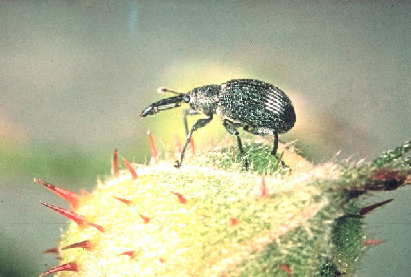 Antep Fıstığı Karagöz Kurdu