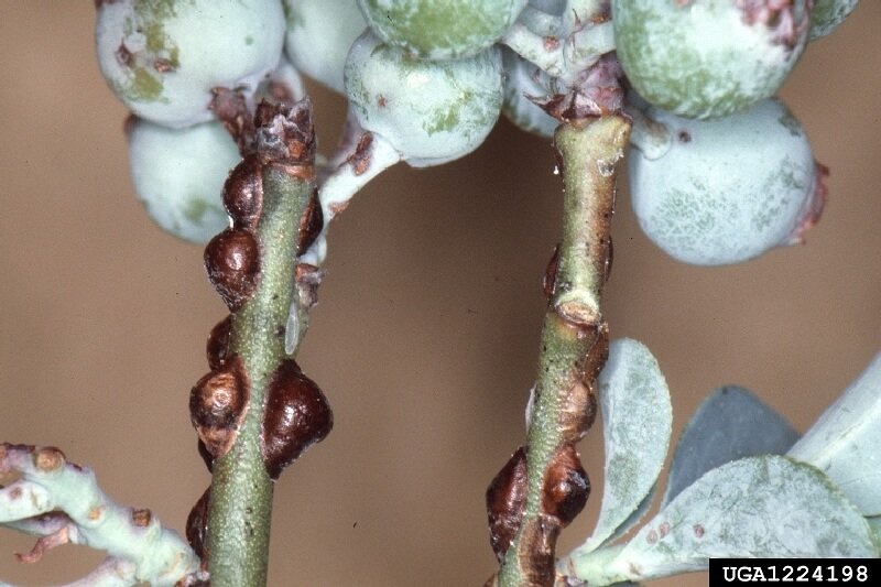 Kahverengi Koşnil Nedir? Zararları Ve Mücadele Yöntemleri