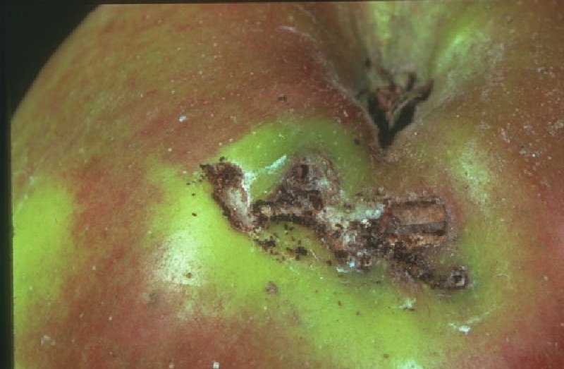 Tomurcuk Tırtılı Larva Zararı